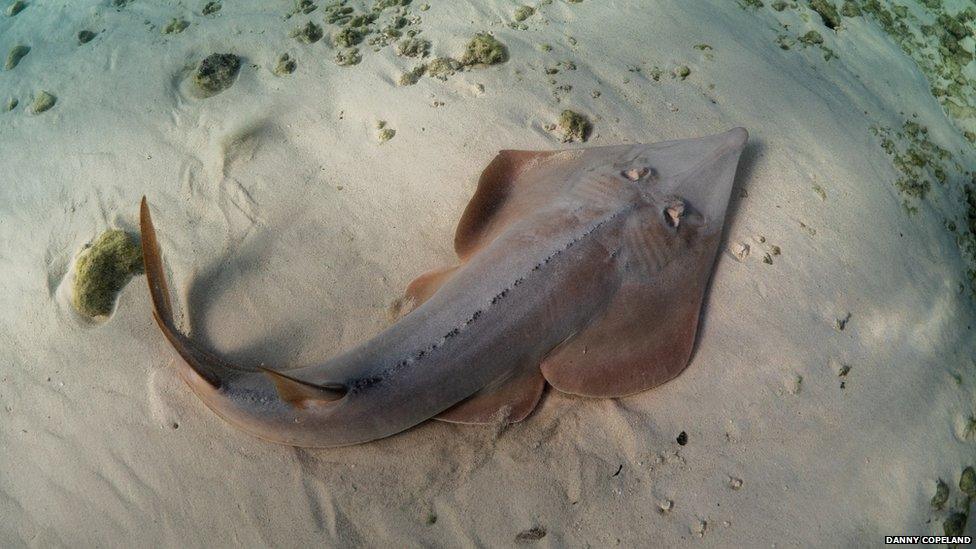 Giant guitarfish