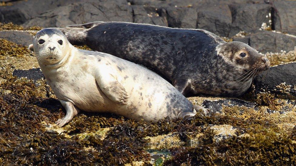 Grey seals on the Farne Islands