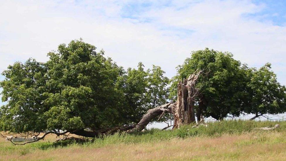 Layering Horse Chestnut in Derbyshire