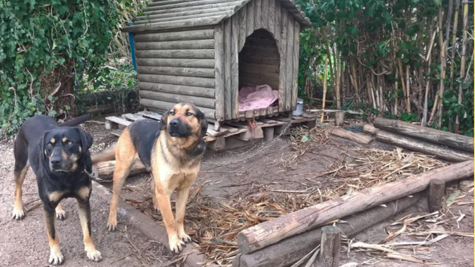 Dogs chained up in a yard, Portugal