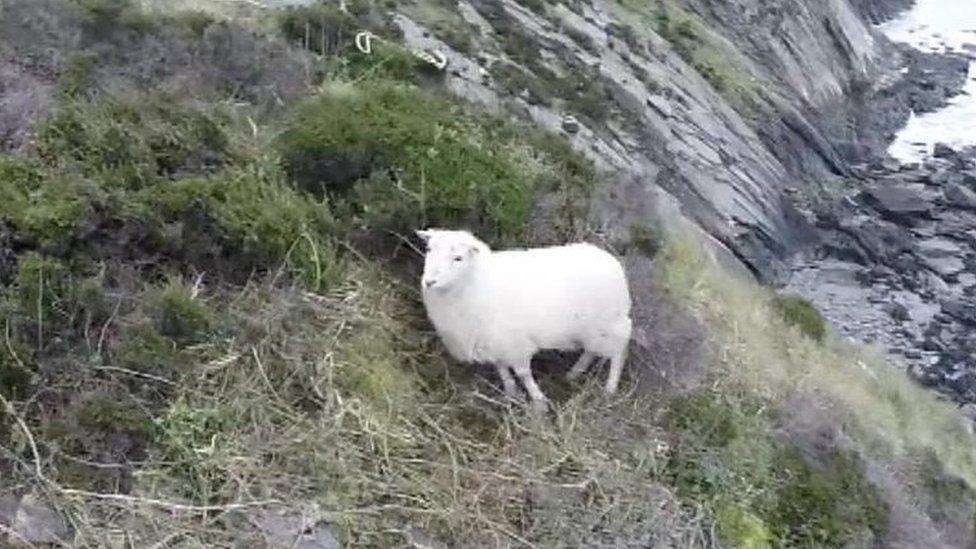 Sheep on cliff