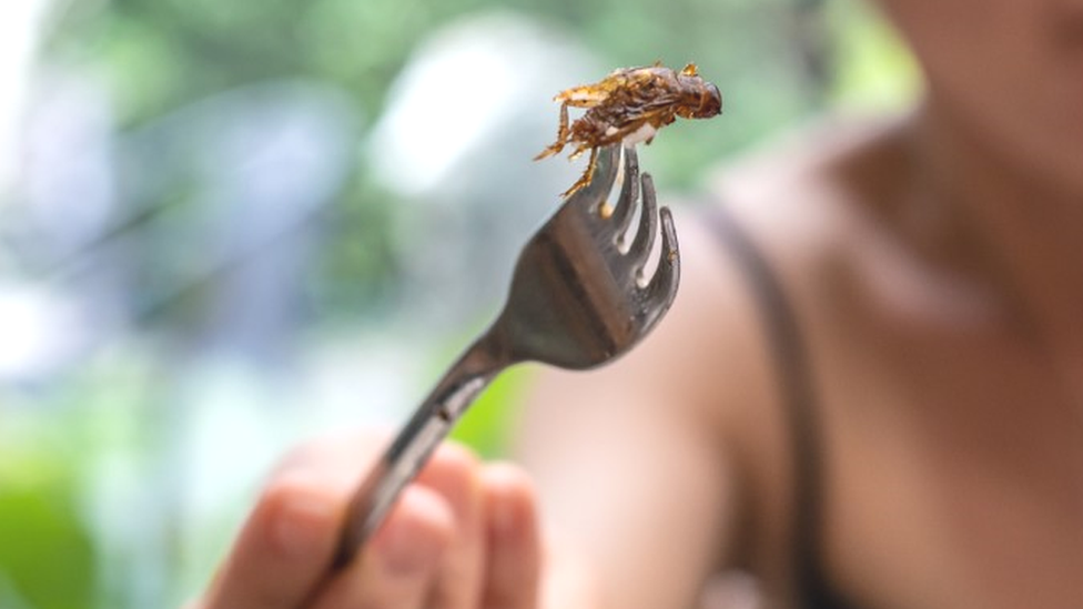 Fried insect