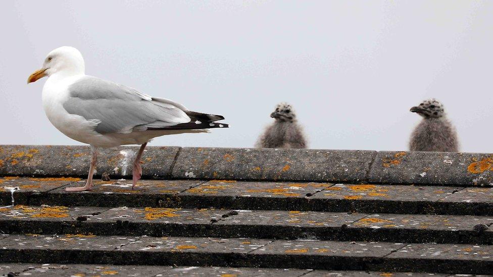 Seagulls on the roof