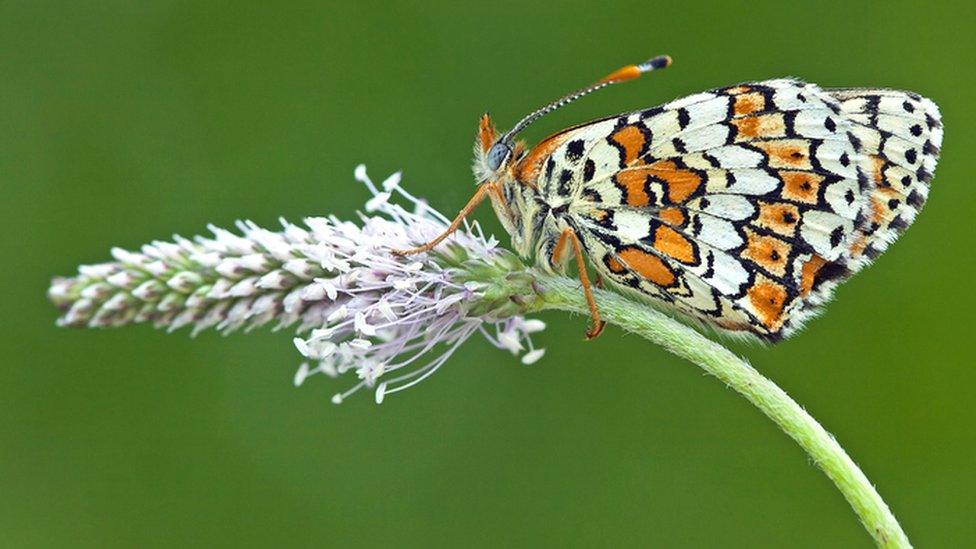 Glanville Fritillary butterfly