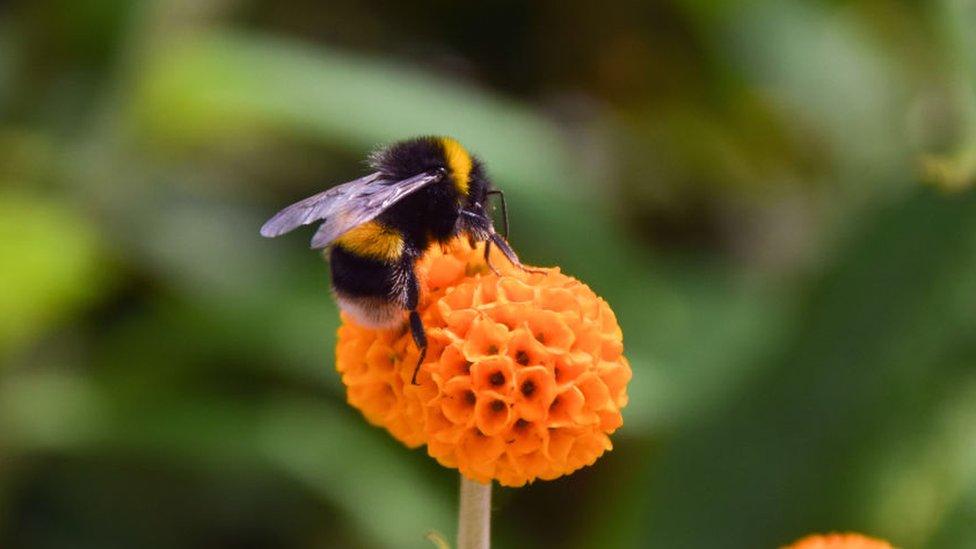 Bee on flower