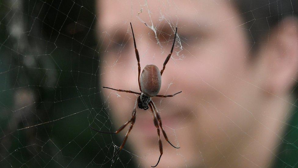 Zookeeper Jamie Mitchell views an Orb Spider during an event to publicise the annual stocktake at London Zoo in London