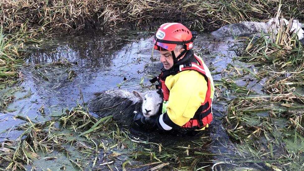 Sheep rescue, Watford, Herts