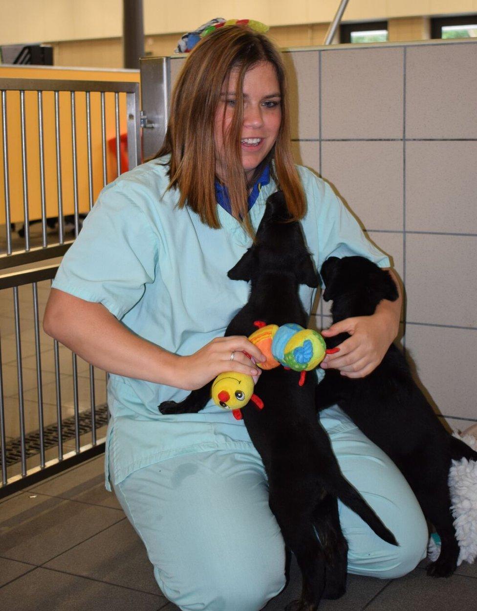 Anna Marinker, one of the dog care supervisors at the Guide Dogs National Breeding Centre, plays with two 6-week-old puppies