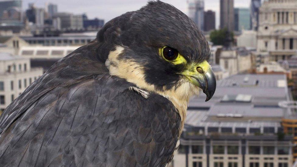 Peregrine falcon