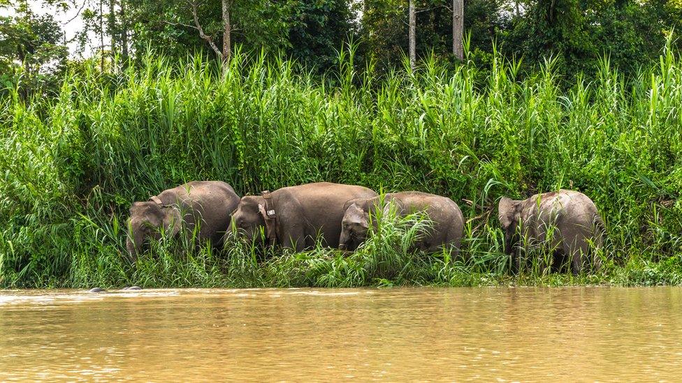 Elephants eating at a river bank