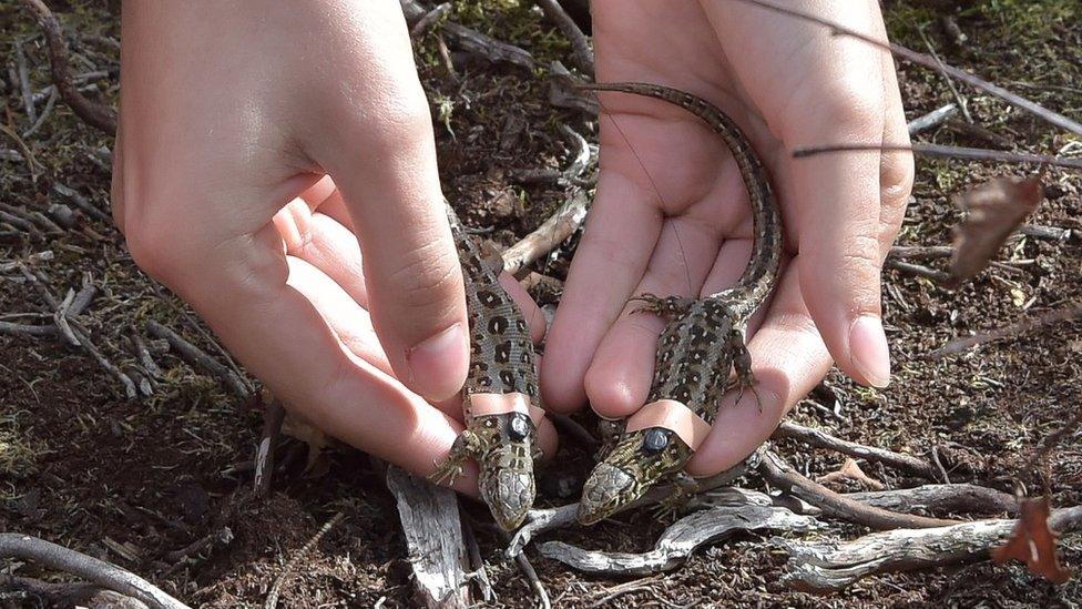 Two sand lizards being released into the wild in Hampshire