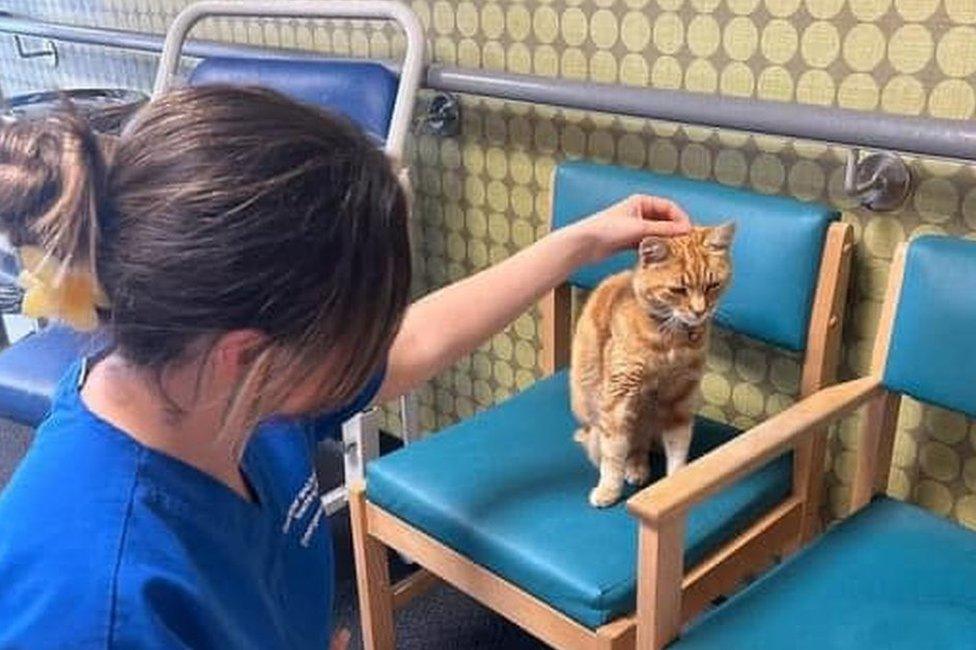 Jasper the cat enjoying a fuss