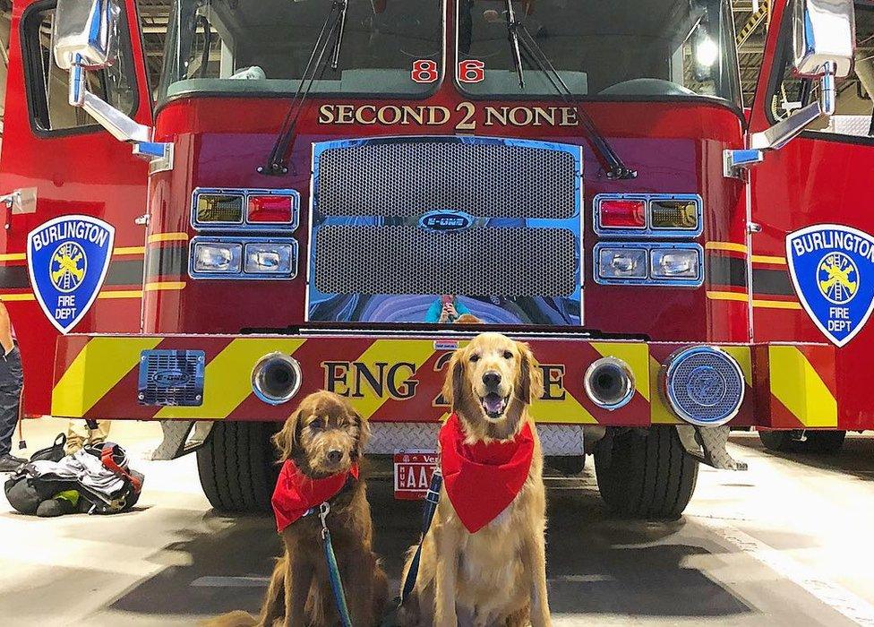 Finn visited a fire station with Cynthia and Robert's other dog Yogi