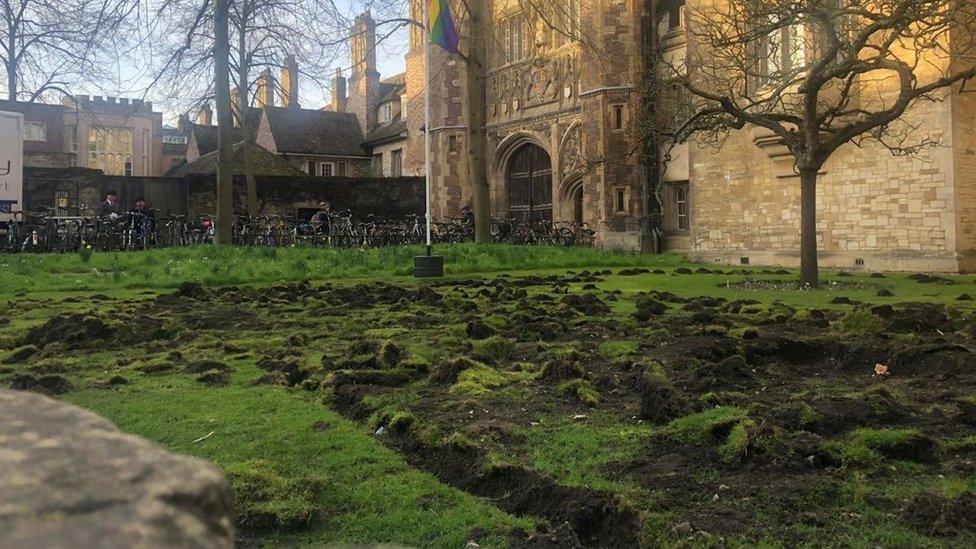 Trinity College lawn