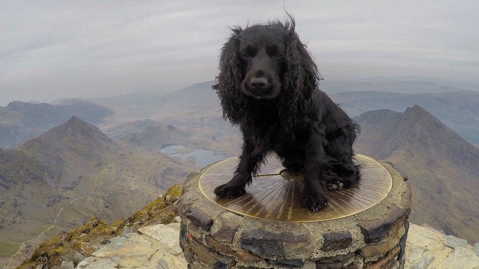 Smudge on the summit of Snowdon