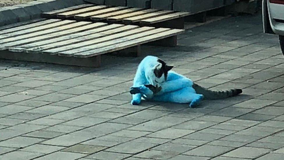 A blue cat