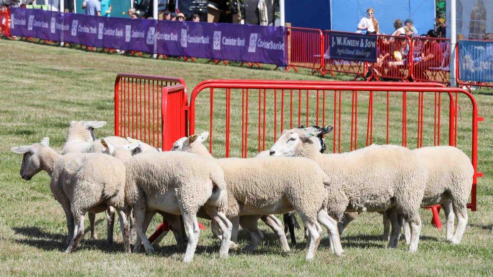 Sheep at the 2022 show