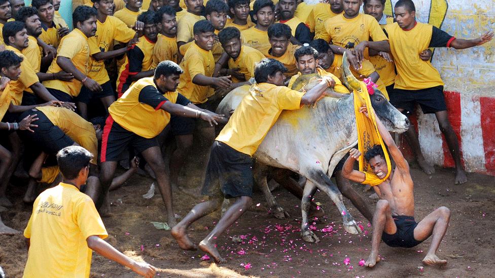 Jallikattu contest in Tamil Nadu (file photo)