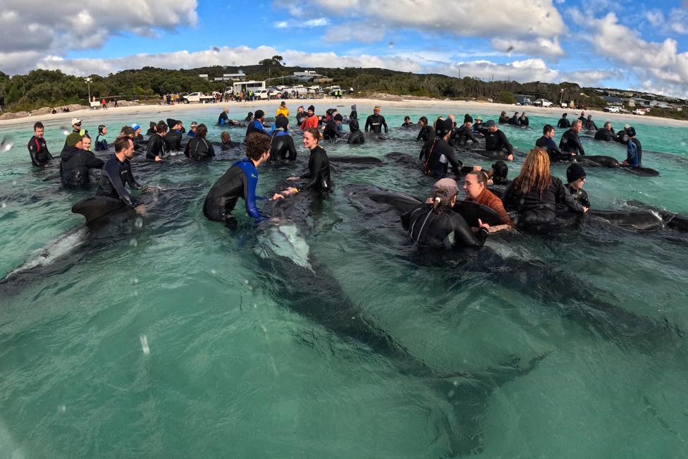 A supplied image obtained on July 26, 2023, shows volunteers working to keep a pod of long-finned pilot whales alive near Cheynes Beach east of Albany, Australia, July 26, 2023.