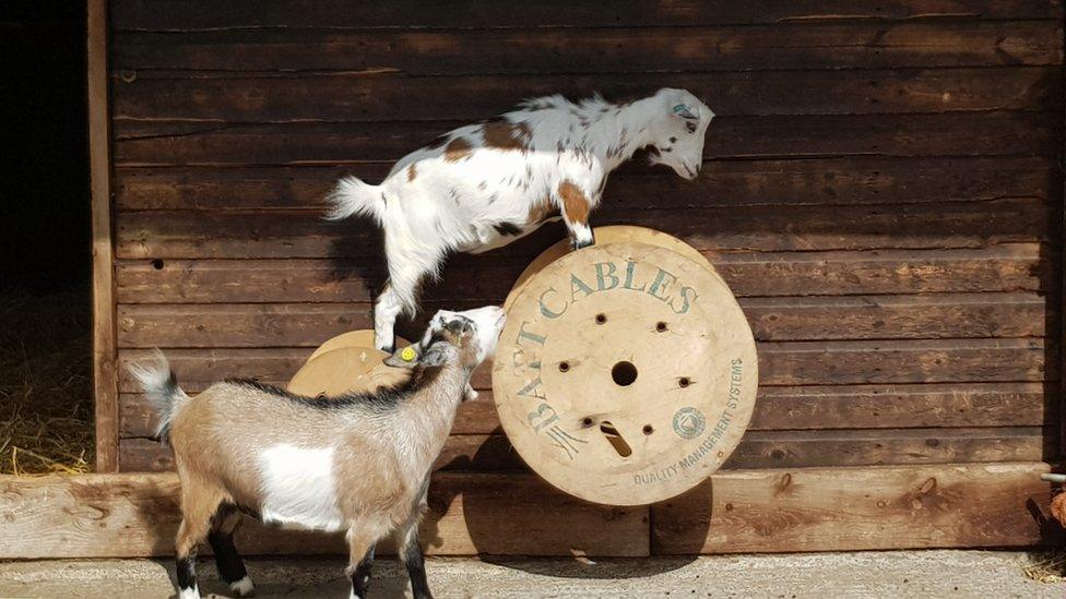 Goats at Graves Park Animal Farm