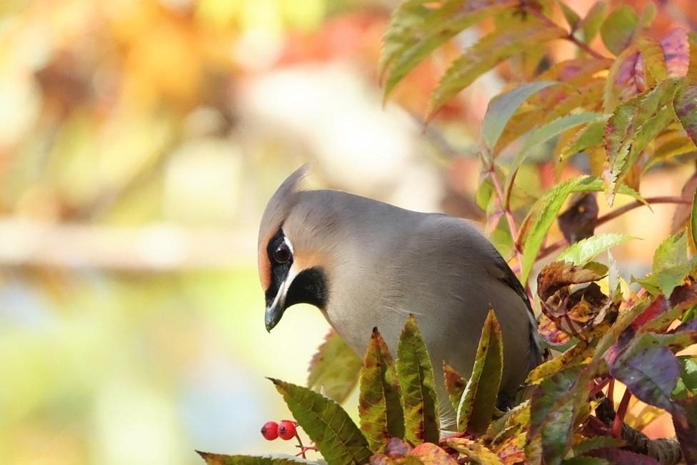 Waxwing