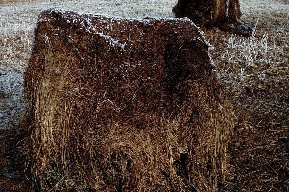 Rotted haystack