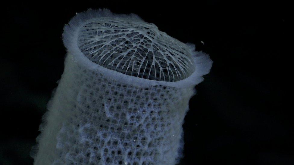 coral shaped like a tube made of netting