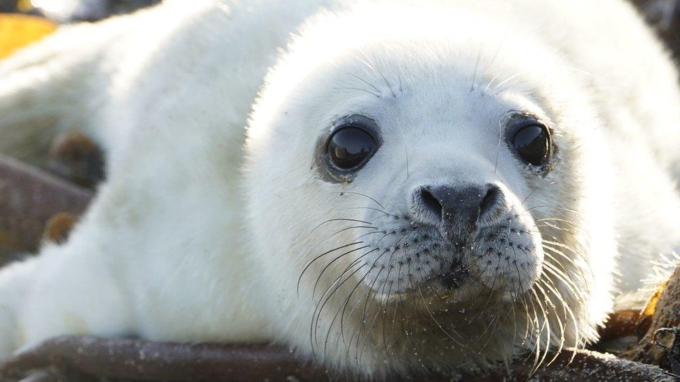 Farne Island grey seal