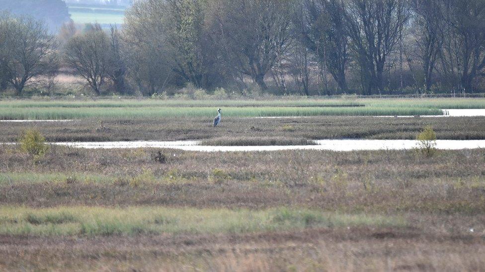 Bord na Mona crane