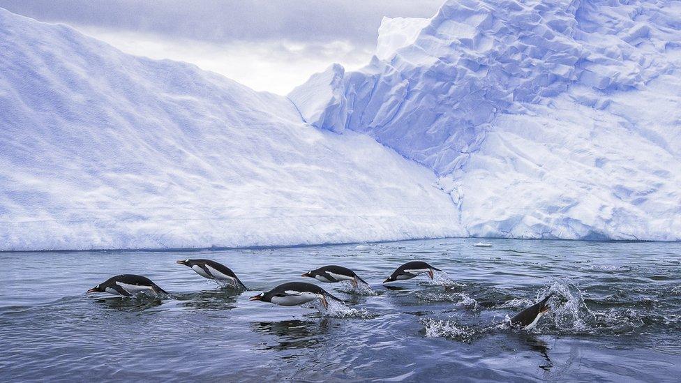 Gentoo penguins swimming