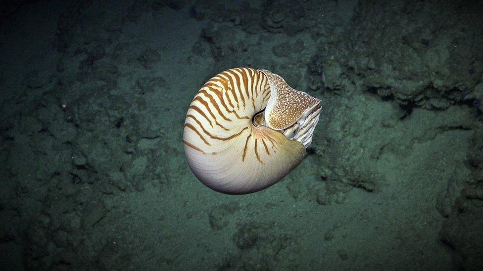 nautilus.