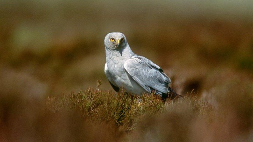 Hen harrier on a moor