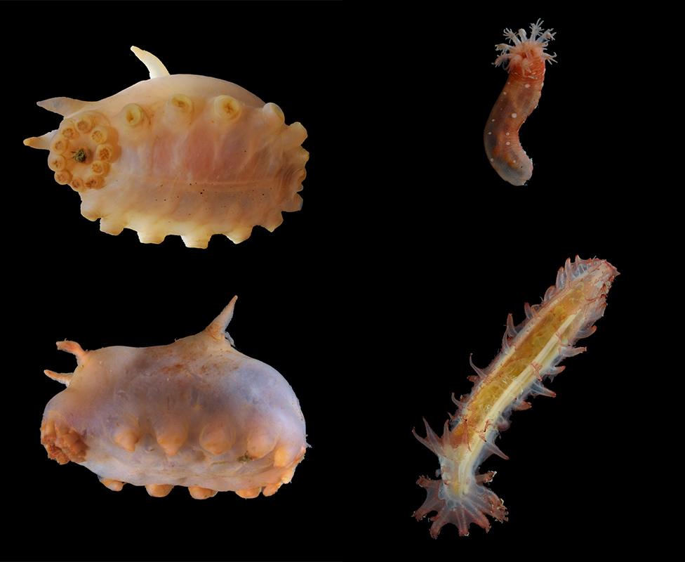 Seapigs and sea cucumbers