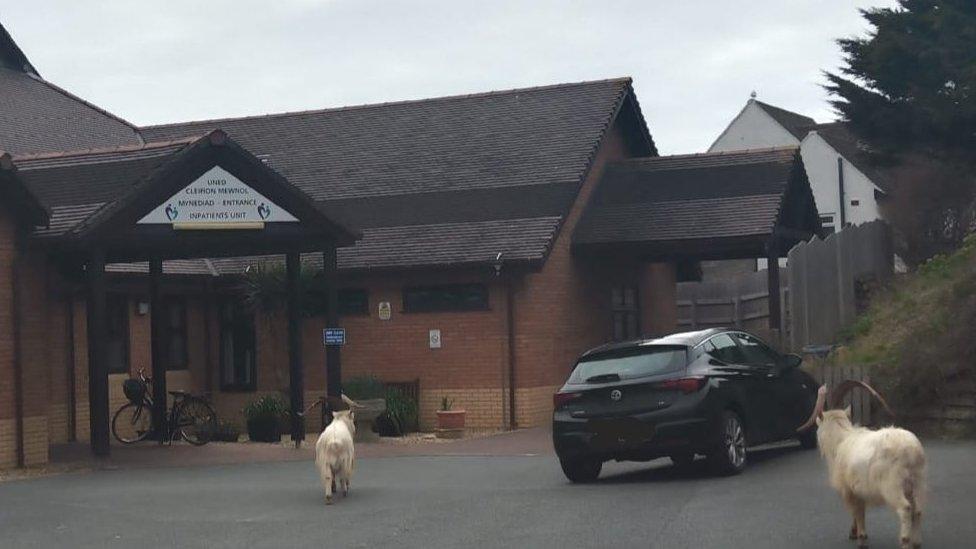 Inspired by local wandering goats, the hospice decided to turn it into a fund-raising opportunity