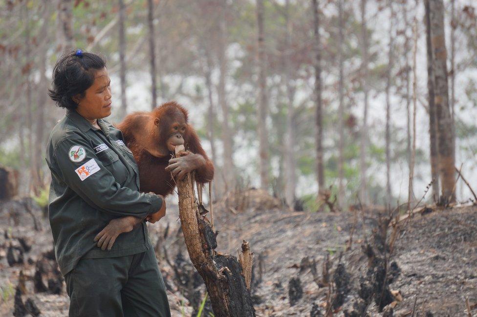 This handout photo taken on 1 October 2015 and released on 9 October 2015 by the Borneo Orangutan Survival Foundation shows babysitter Rusdiani (L) holding baby orangutan Sali in the remaining area once called "the Arboretum", a 159-hectare bit of land planted with various species of trees for the purpose of research and preservation at the Samboja Lestari Orangutan Reintroduction Program in Samboja, in Indonesia's East Kalimantan.