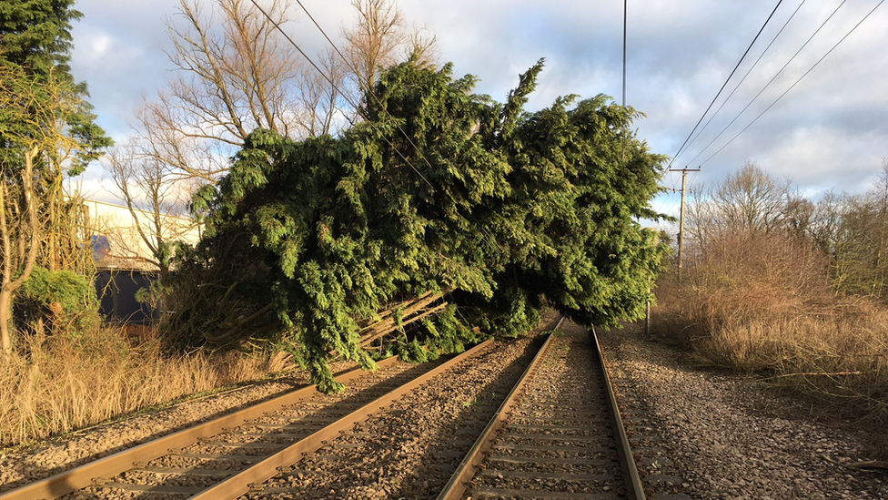 Tree on a railway line