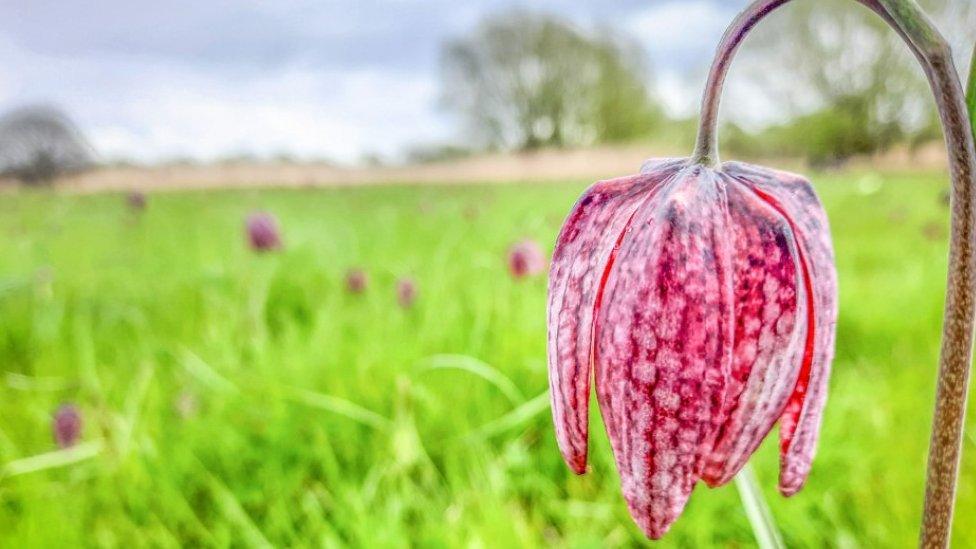 Snake's Head Fritillary