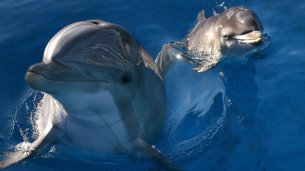 bottlenose dolphins.