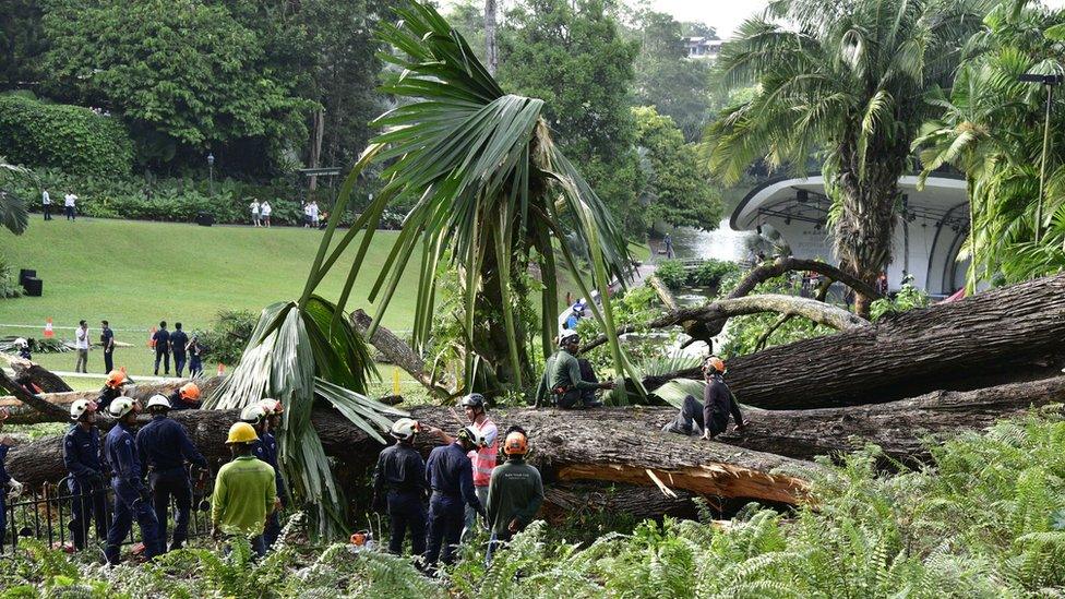 Emergency workers at the scene of a tree collapse accident at Singapore Botanic Gardens