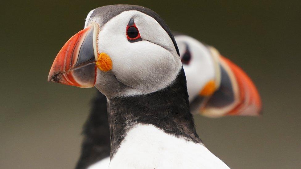 Puffins