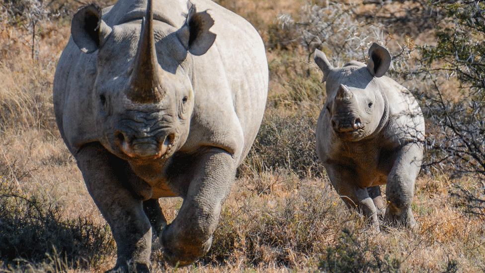 A rhino and baby