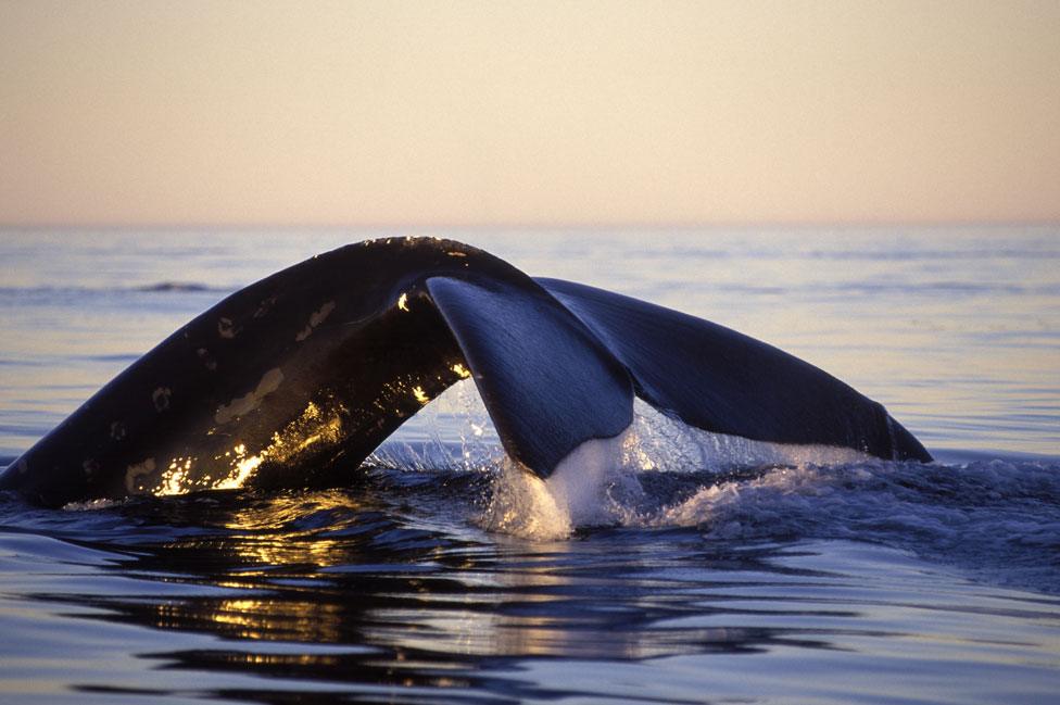 Northern right whale in Bay of Fundy