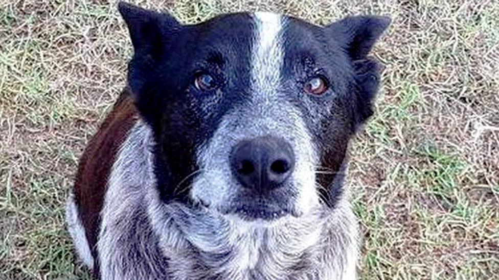 Max, the blue-heeler cattle dog