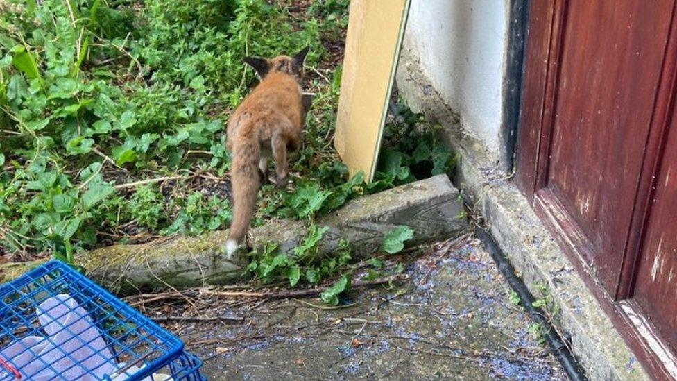 fox cub