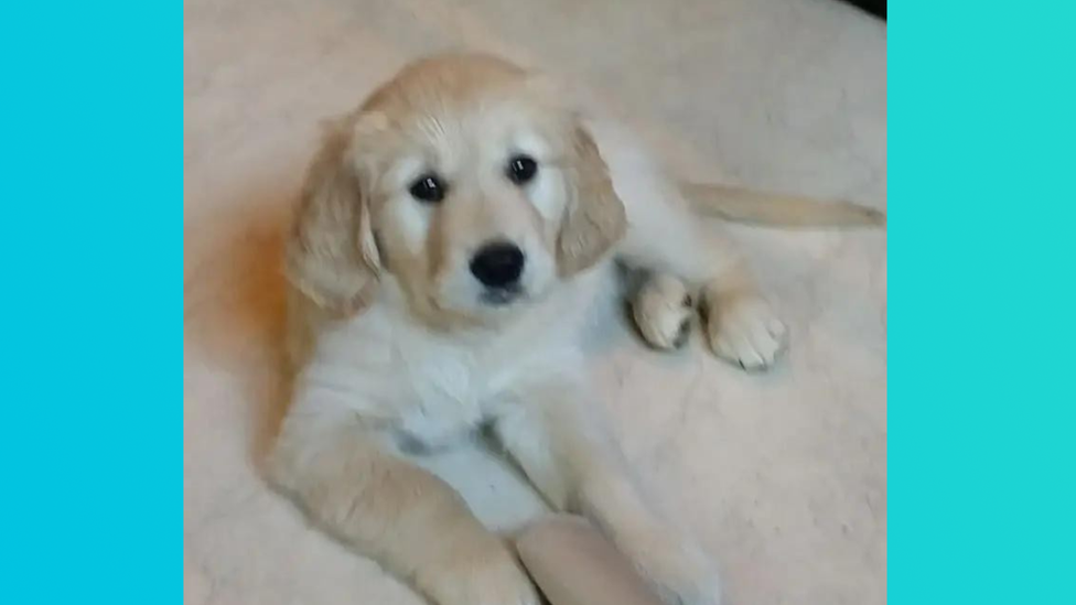 A picture of a golden puppy sent in by a Newsround viewer