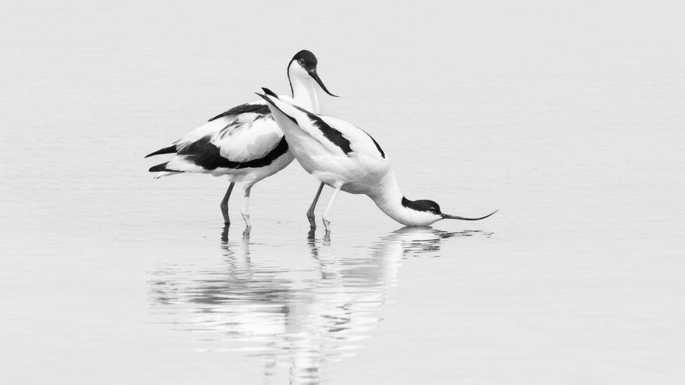 Avocets