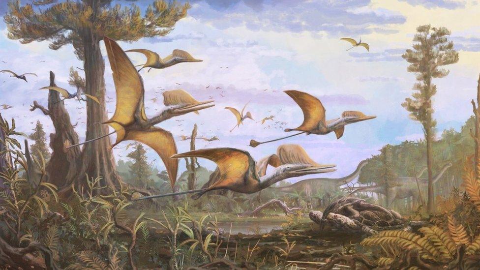 illustration shows an artist's impression of what the pterosaur would have looked like