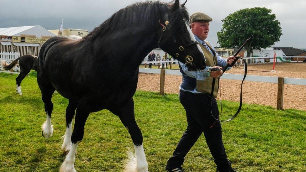 Horse in the Great Yorkshire Show ring