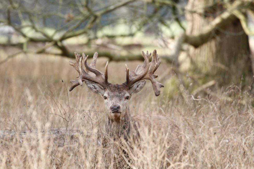 A stag among long grass