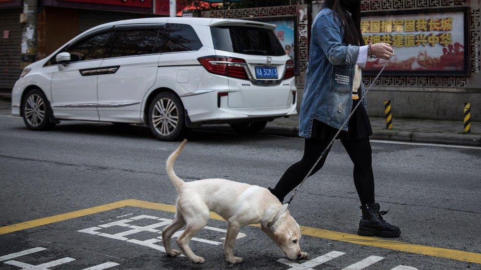 Resident wears a protective mask while walking a dog in the street on February 5, 2020 in Wuhan, Hubei province, China.